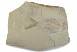 Cretaceous Fossil Fish (Nematonotus) - Hjoula, Lebanon #376360-1